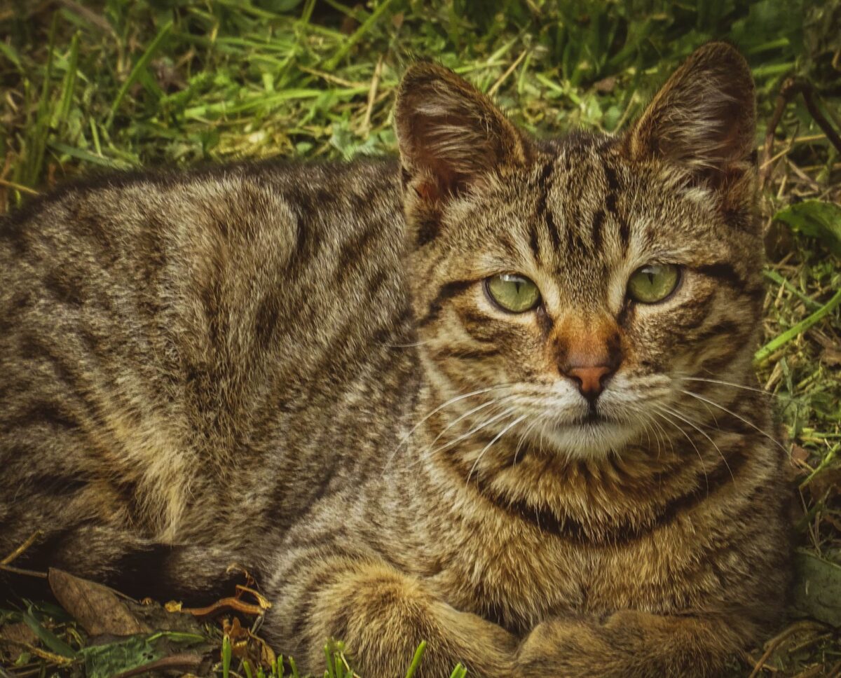 warrior cats clans faq