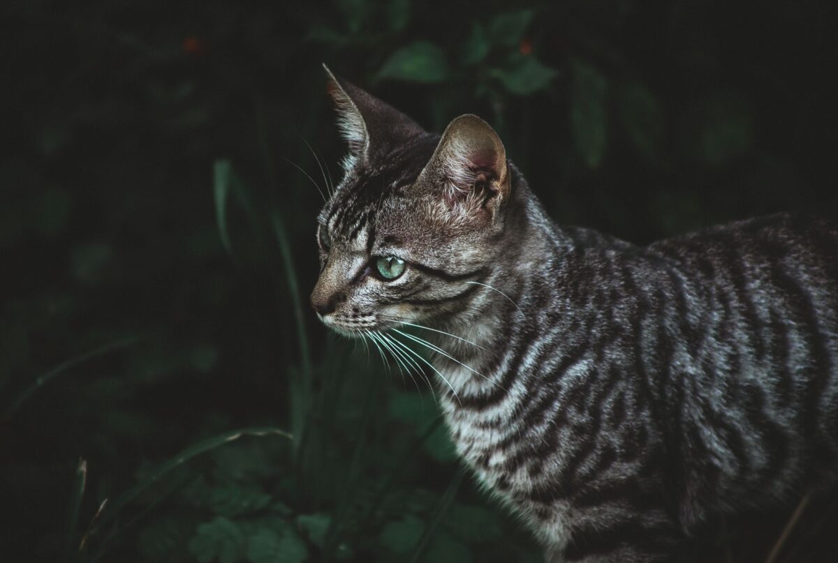warrior cats clans créer chat guerrier